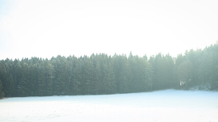 Beautiful nature pictures in winter, trees and leaves under the snow, snowfall, snow in the field