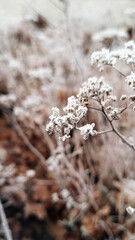 Beautiful nature pictures in winter, trees and leaves under the snow, snowfall, snow in the field