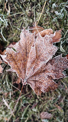 Beautiful nature pictures in winter, trees and leaves under the snow, snowfall, snow in the field