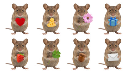 Fototapeta premium Little brown mouse set including variants holding heart, cheese, flower, gift, strawberry, clover, acorn, and letter isolated. Cute rodent character collection for seasonal greetings and holidays.