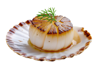 A beautifully seared scallop garnished with fresh herbs, presented on a decorative shell.