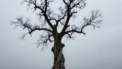 Bare twisted tree against overcast sky
