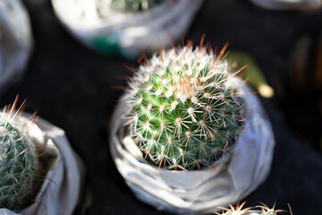 Testing plant nutrition and plant photosynthesis in a biology laboratory.