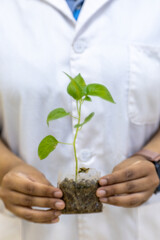 Testing plant nutrition and plant photosynthesis in a biology laboratory.