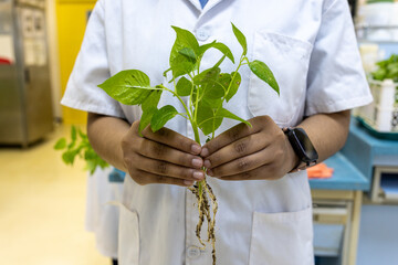 Testing plant nutrition and plant photosynthesis in a biology laboratory.