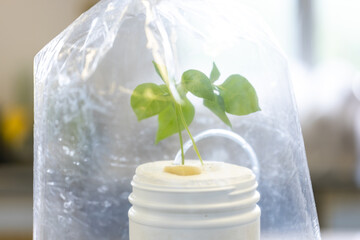 Testing plant nutrition and plant photosynthesis in a biology laboratory.