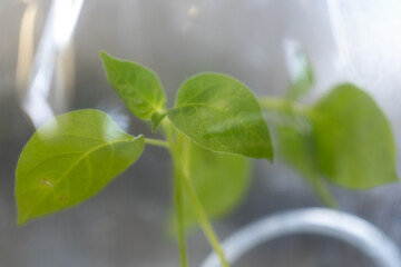 Testing plant nutrition and plant photosynthesis in a biology laboratory.