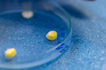 Testing plant nutrition and plant photosynthesis in a biology laboratory.
