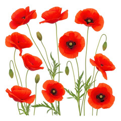 Obraz premium Vibrant red poppies isolated on transparent background