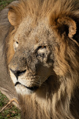 Obraz premium Lion Closeup Portrait Africa Wild