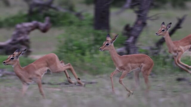  The Impala lambs are playing together