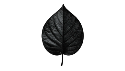 Split image of a leaf; one side textured, the other smooth, against a stark black background