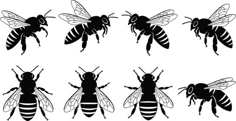 Bee illustrations, insect anatomy, top view, side profile, striped abdomen, wing detail, species variation, entomology reference, biological study, black silhouetteBee illustrations © Hello World