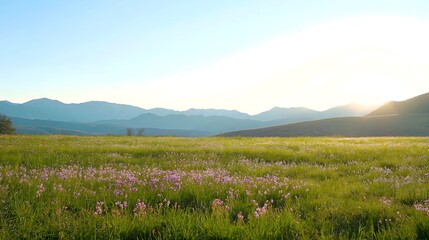 Sunny meadow filled with flowers and distant mountains at sunset
