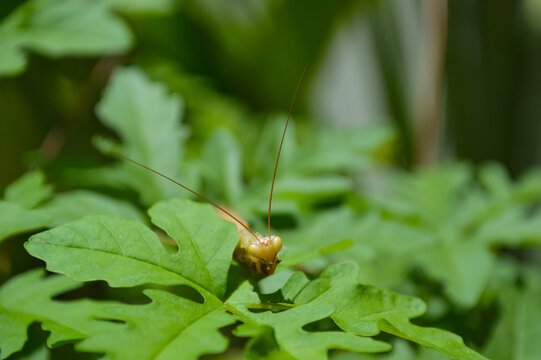 mentis on a leaf green background