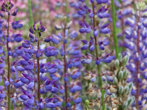 Blue lupinus flower