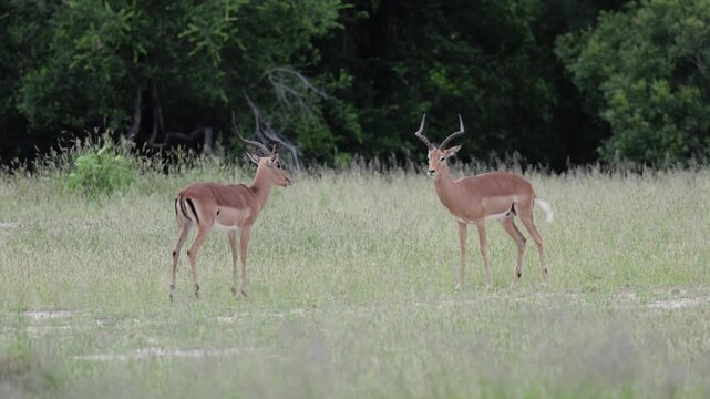 Two impala rams play fighting