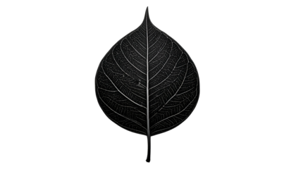 A grayscale leaf, intricately veined, against a stark black background