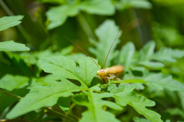 yellow mentis bug on a green leaf