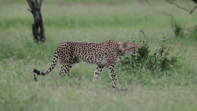 A female cheetah starting her hun