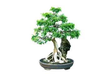 Bonsai banyan tree with white background