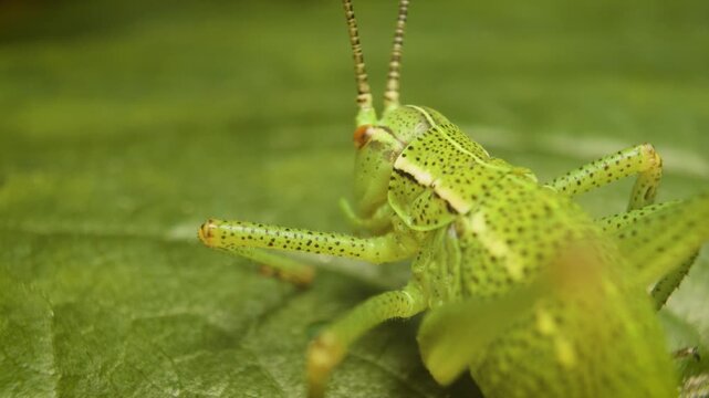 Close-up of the speckled bush-cricket (Leptophyes punctatissima), a flightless species of bush-cricket, on a leaf