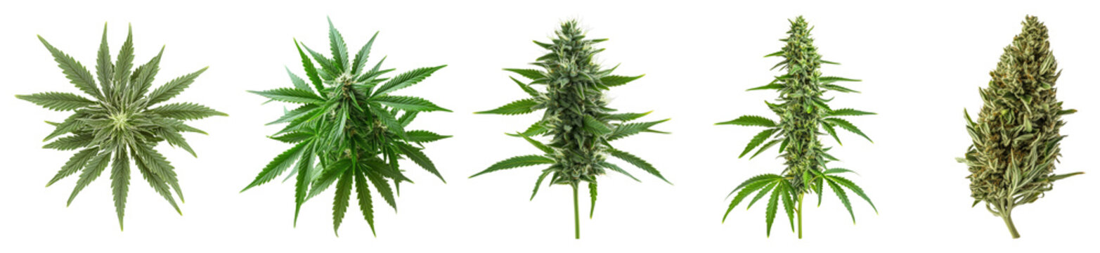An Array of Cannabis Plants Showing Diverse Growth Stages and Types, PNG bundle collection, Isolated on Transparent Background