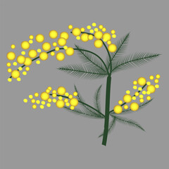 A stylized vector mimosa branch