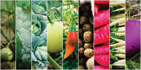 Background of mixed fruits and vegetables. Fresh ripe color food, A close-up shot of a cooked vegetable mix, featuring green beans, corn, beans, and red peppers, Fresh raw vegetables and fruits.
