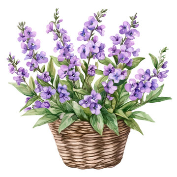 Angelonia Flower Basket, realistic watercolor illustration vector, isolated on a white background.