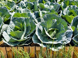 Green cabbage background in top view.