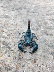 The scorpion was lying on the cement floor.