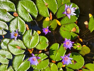 Purple lotus flower in a fish pond.