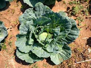 Green cabbage background in top view.
