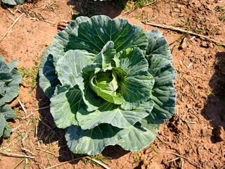 Green cabbage background in top view.