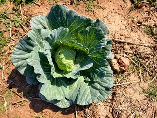 Green cabbage background in top view.