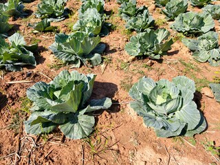 Green cabbage background in top view.