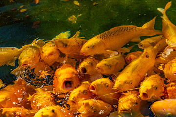 日本の風景・秋　山梨県甲府市　紅葉の昇仙峡　黄金池の鯉  © Yuta1127