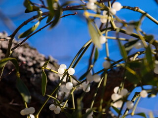Mistelzweig mit Beeren