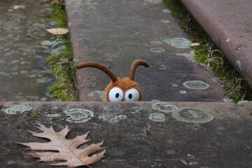 neugierig schauende Waldschabe