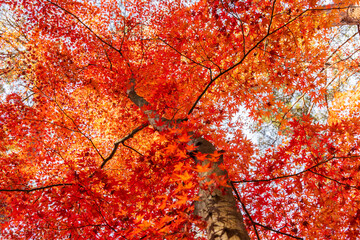 日本の風景・秋　山梨県甲府市　紅葉の昇仙峡　天鼓林  © Yuta1127