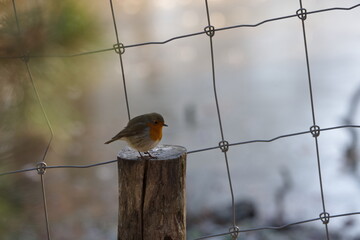 Rotkehlchen auf einem Holzpfahl