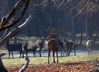 Rothirsch mit seinen Hirschk&uuml;hen - Rotwildrudel