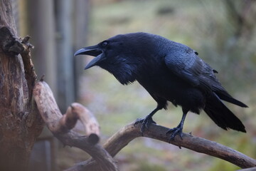 kr&auml;chzender Kolkrabe