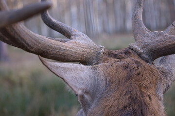 vom Rothirsch der Hinterkopf mit Geweihansatz