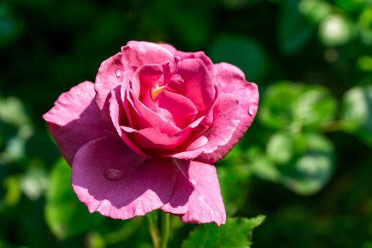 Vibrant pink rose Shocking Blue in full bloom, glistening with dew drops, stands out against soft green, sunlit garden background