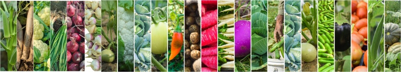 Background of mixed fruits and vegetables. Fresh ripe color food, A close-up shot of a cooked vegetable mix, featuring green beans, corn, beans, and red peppers, Fresh raw vegetables and fruits.