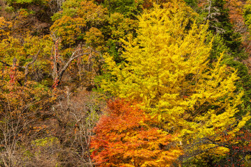 日本の風景・秋　山梨県甲府市　紅葉の昇仙峡  © Yuta1127