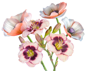 group of peach and purple daylily flowers and orange poppies, with buds, isolated on black.