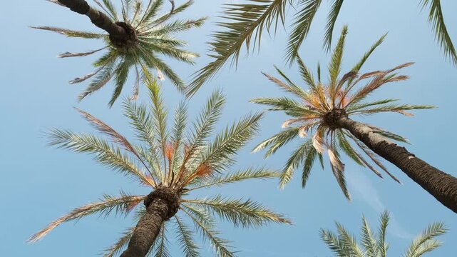 palm tree against the blue sky